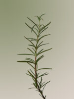 Aromatica - Rosemary Scalp Scrub - Image 3